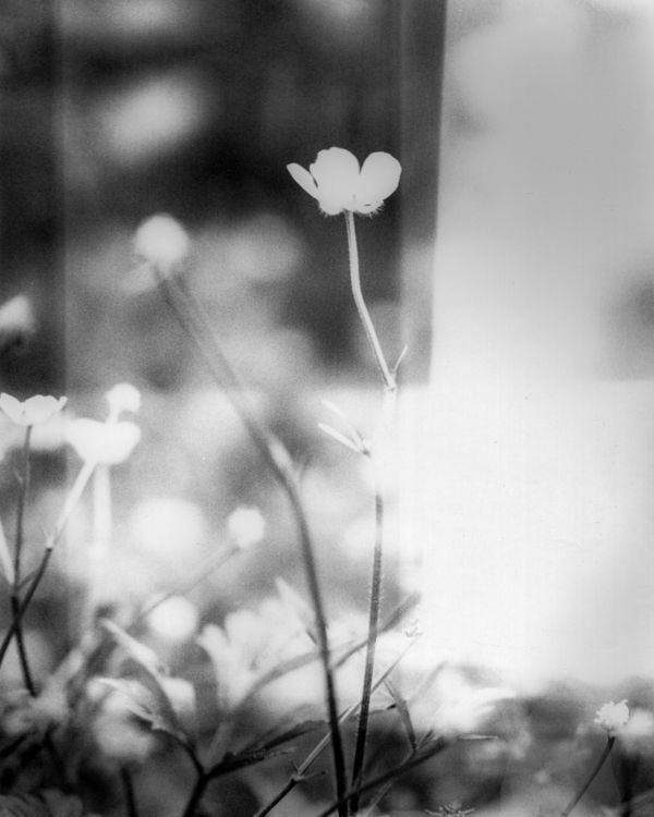 © Matt R - Image from the Flowers From South photography project