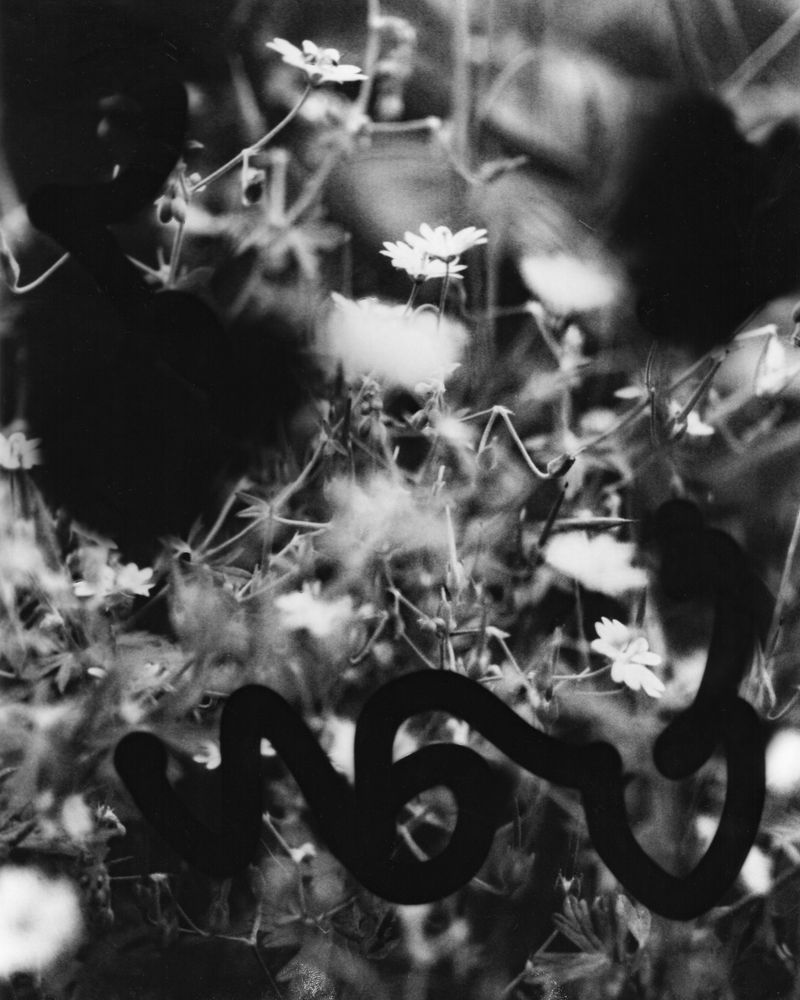 © Matt R - Image from the Flowers From South photography project
