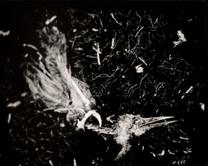 © Hannah Edelman - Image from the A Fever Called Home photography project