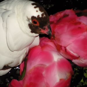 A GIRL FROM THAT TOWN