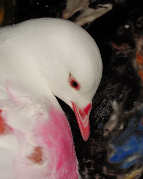 © Narantsetseg Khuyagaa - Image from the A GIRL FROM THAT TOWN photography project