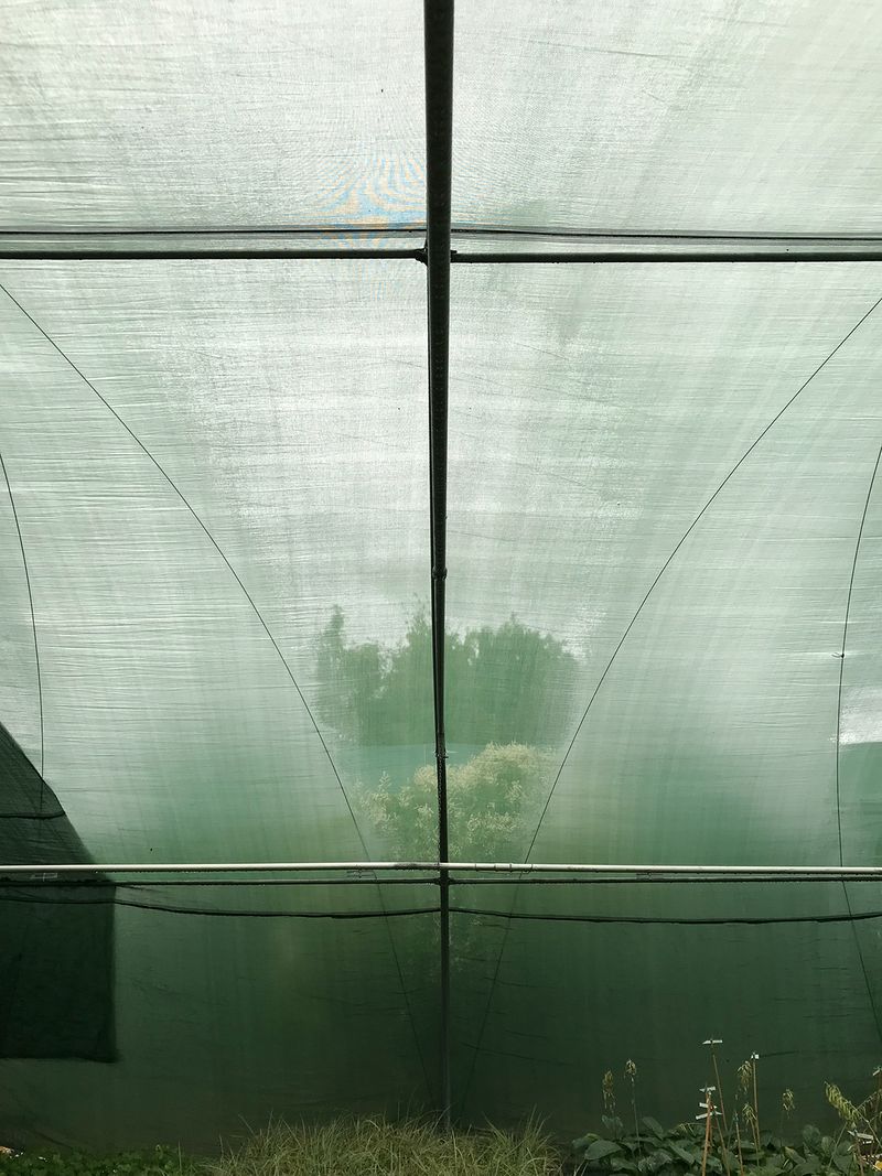 © Ippolita Valentinetti - Image from the A Garden of Suffering photography project