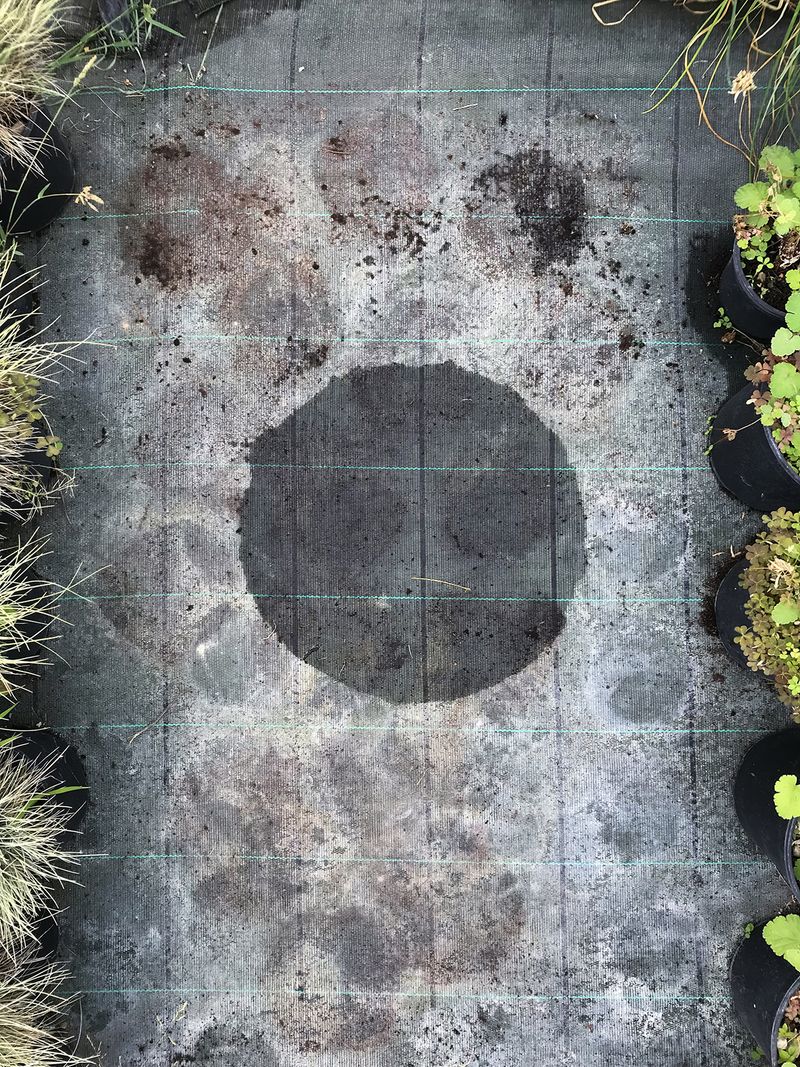 © Ippolita Valentinetti - Image from the A Garden of Suffering photography project