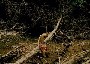 Mullholland Wildflower Preserve