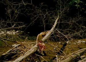 Mullholland Wildflower Preserve