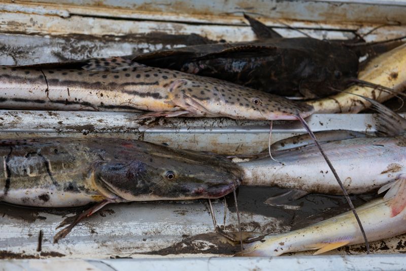© Natalia Zapata - The day’s catch, secured after hours of work in the River.