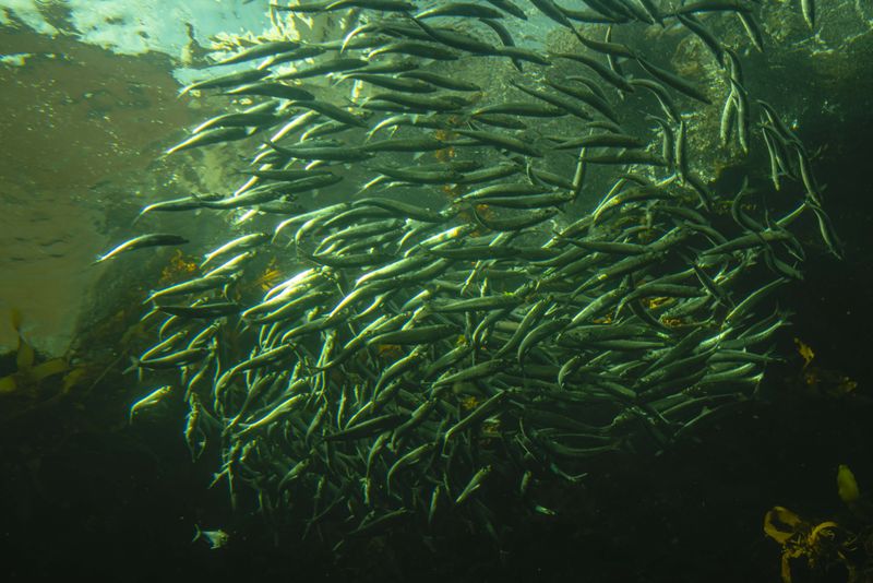 © ines lee - Image from the This fish that eagers to fly photography project