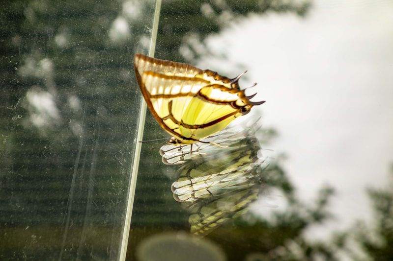 © ines lee - Image from the This fish that eagers to fly photography project