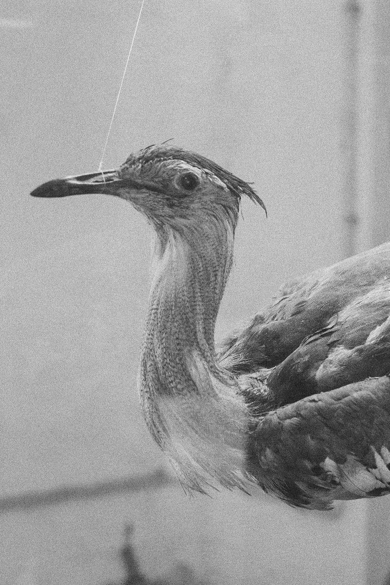 © Thasil Suhara Backer - Image from the Third Bodies: Unsettling Natures in Posthuman Ecologies photography project