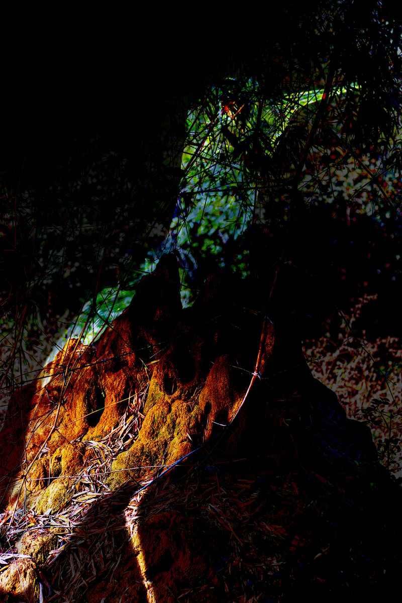 © Thasil Suhara Backer - Image from the Third Bodies: Unsettling Natures in Posthuman Ecologies photography project
