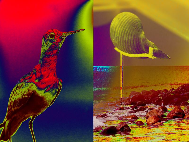 © Thasil Suhara Backer - Image from the Third Bodies: Unsettling Natures in Posthuman Ecologies photography project