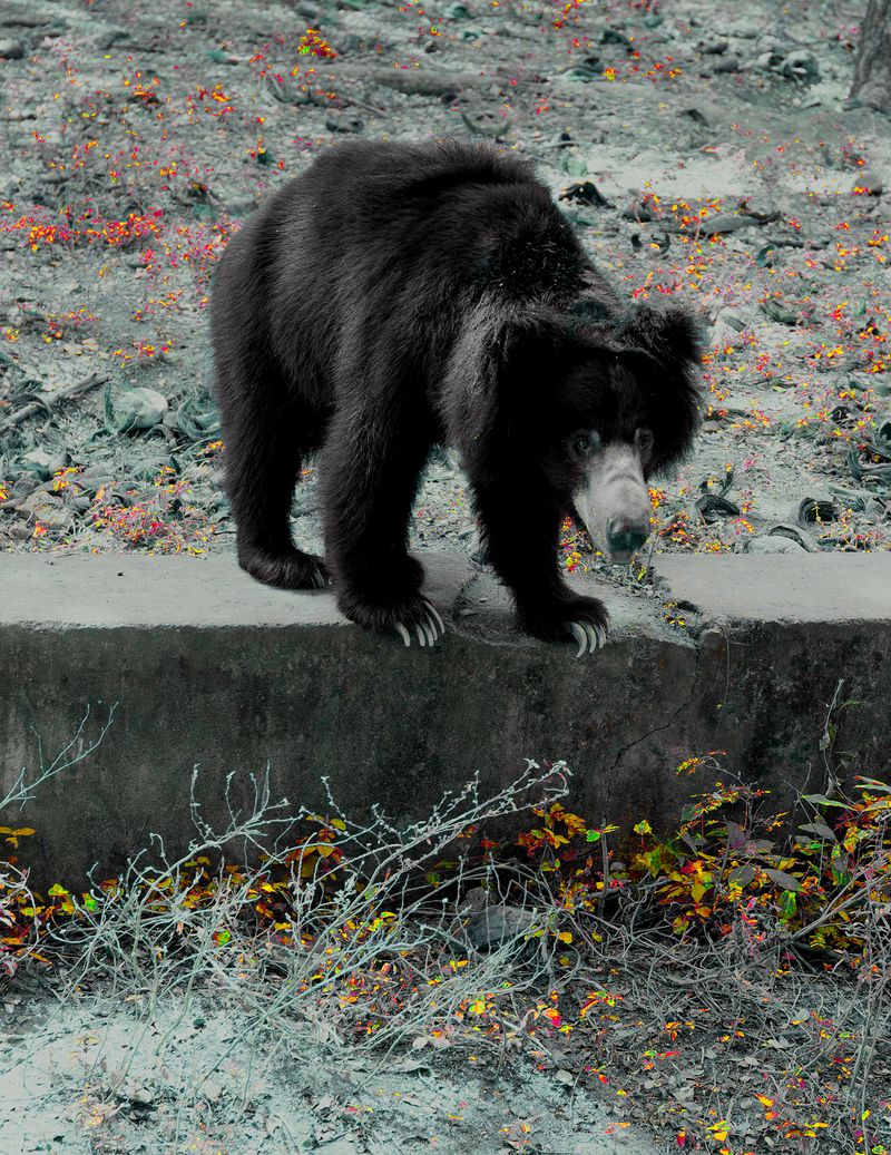 © Thasil Suhara Backer - Image from the Third Bodies: Unsettling Natures in Posthuman Ecologies photography project