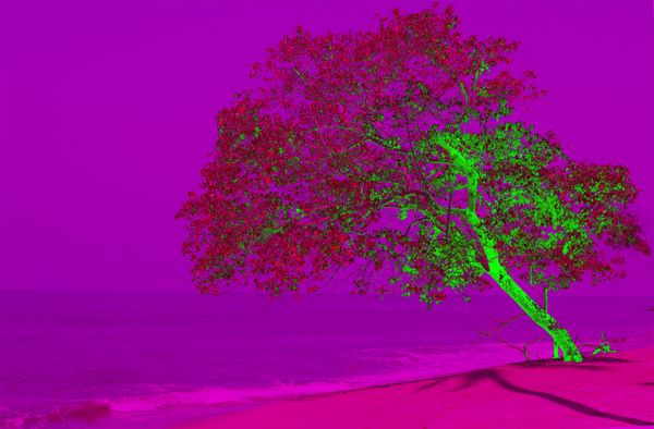 © Thasil Suhara Backer - Image from the Third Bodies: Unsettling Natures in Posthuman Ecologies photography project