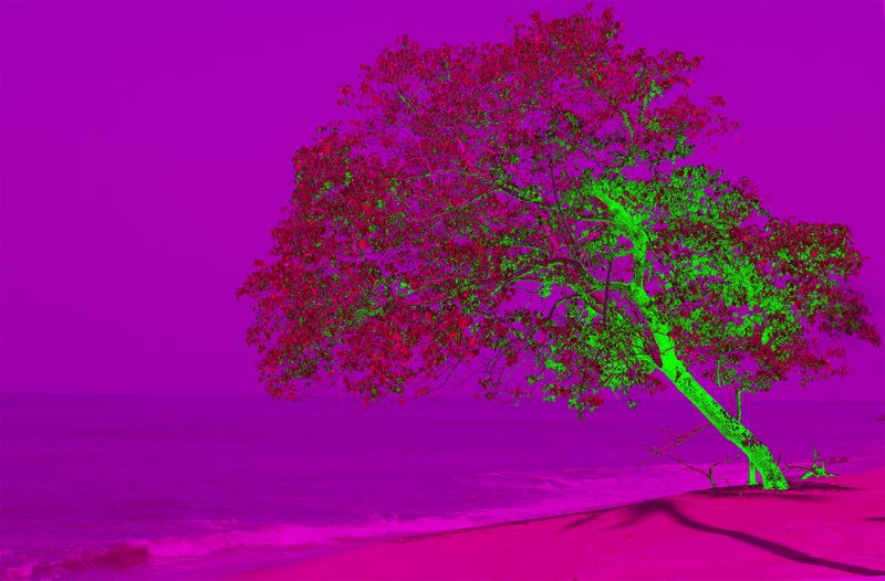 © Thasil Suhara Backer - Image from the Third Bodies: Unsettling Natures in Posthuman Ecologies photography project