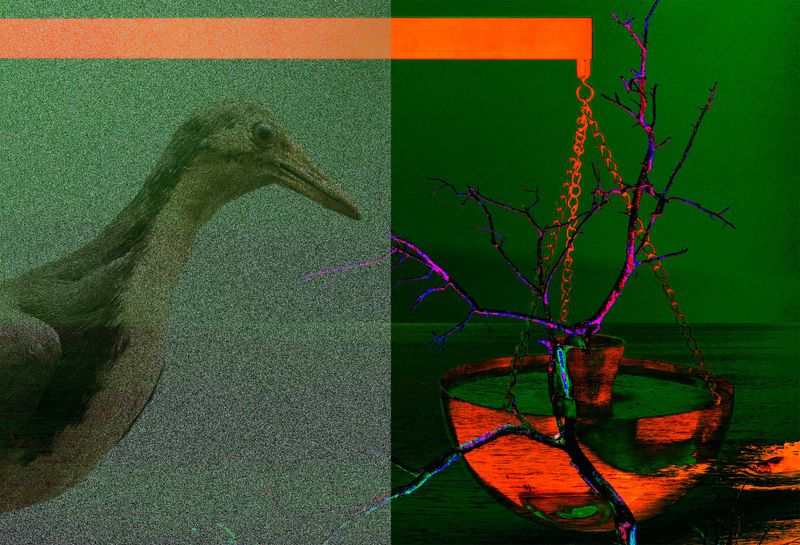 © Thasil Suhara Backer - Image from the Third Bodies: Unsettling Natures in Posthuman Ecologies photography project