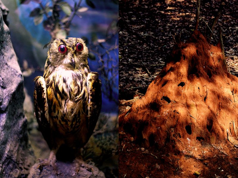 © Thasil Suhara Backer - Image from the Third Bodies: Unsettling Natures in Posthuman Ecologies photography project