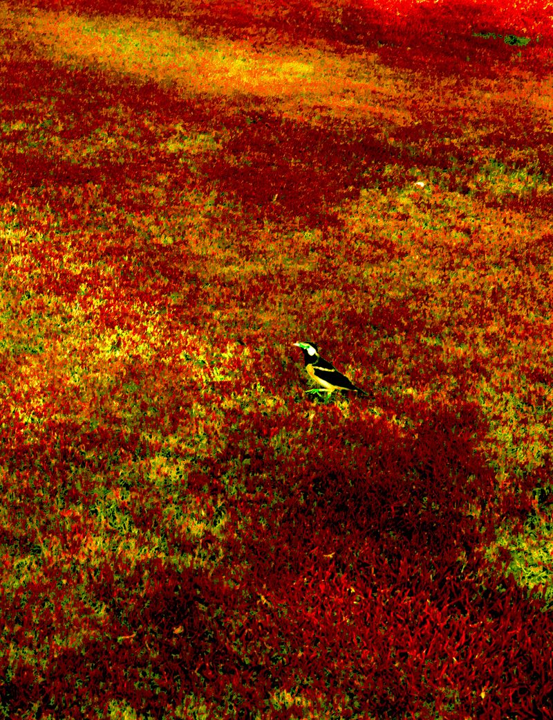 © Thasil Suhara Backer - Image from the Third Bodies: Unsettling Natures in Posthuman Ecologies photography project