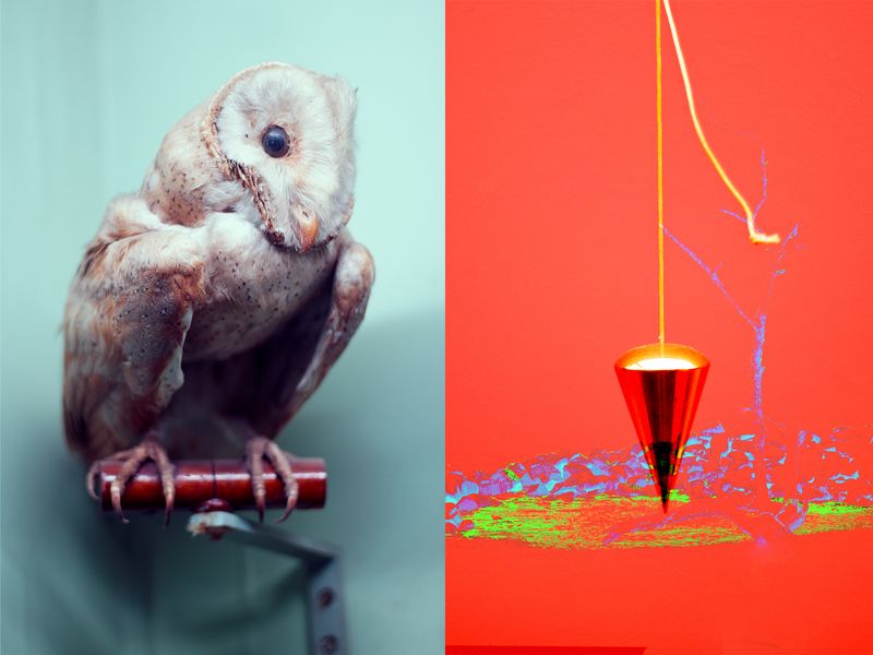© Thasil Suhara Backer - Image from the Third Bodies: Unsettling Natures in Posthuman Ecologies photography project