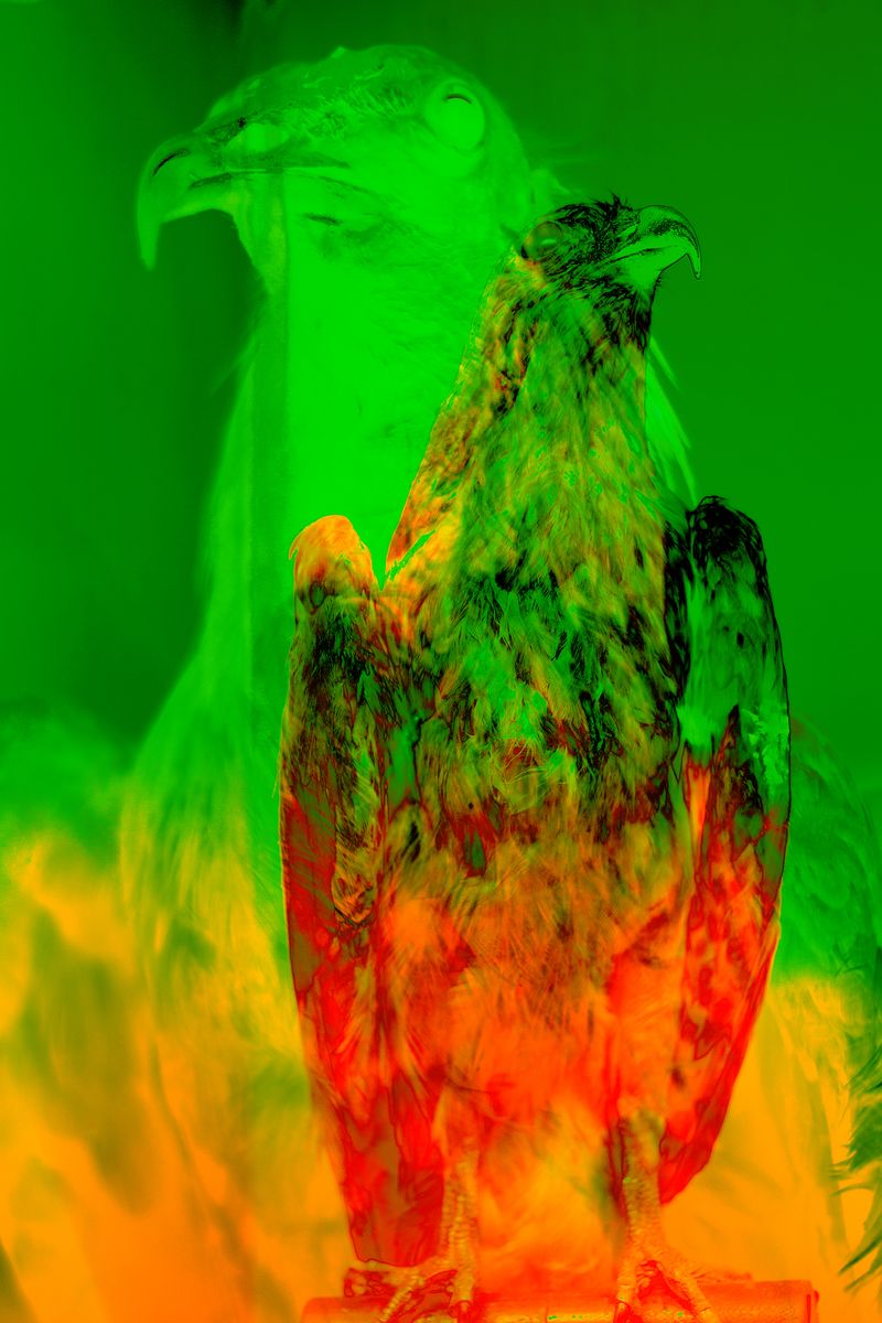 © Thasil Suhara Backer - Image from the Third Bodies: Unsettling Natures in Posthuman Ecologies photography project