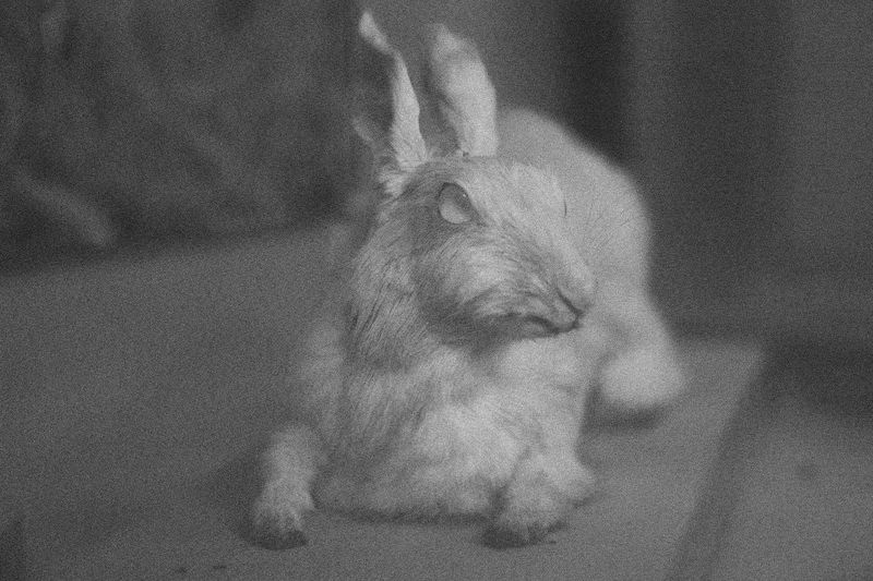 © Thasil Suhara Backer - Image from the Third Bodies: Unsettling Natures in Posthuman Ecologies photography project