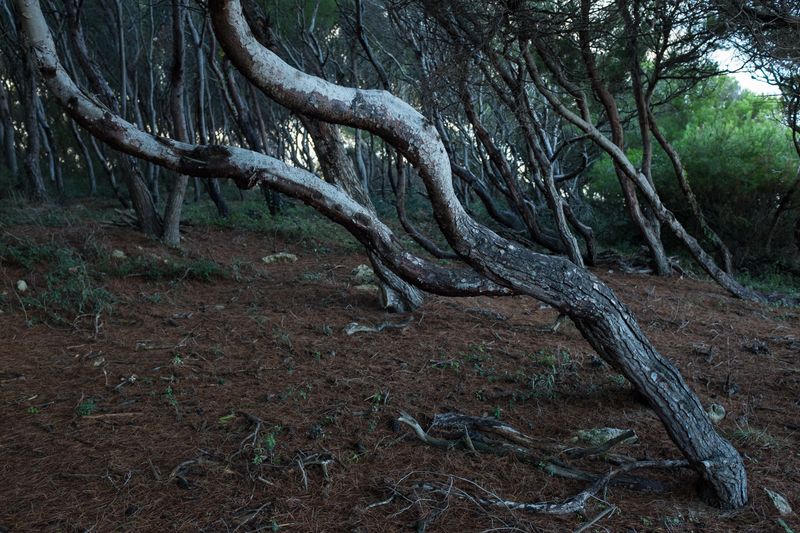 © Luana Rigolli - Image from the The arrusi's island, 1939 photography project