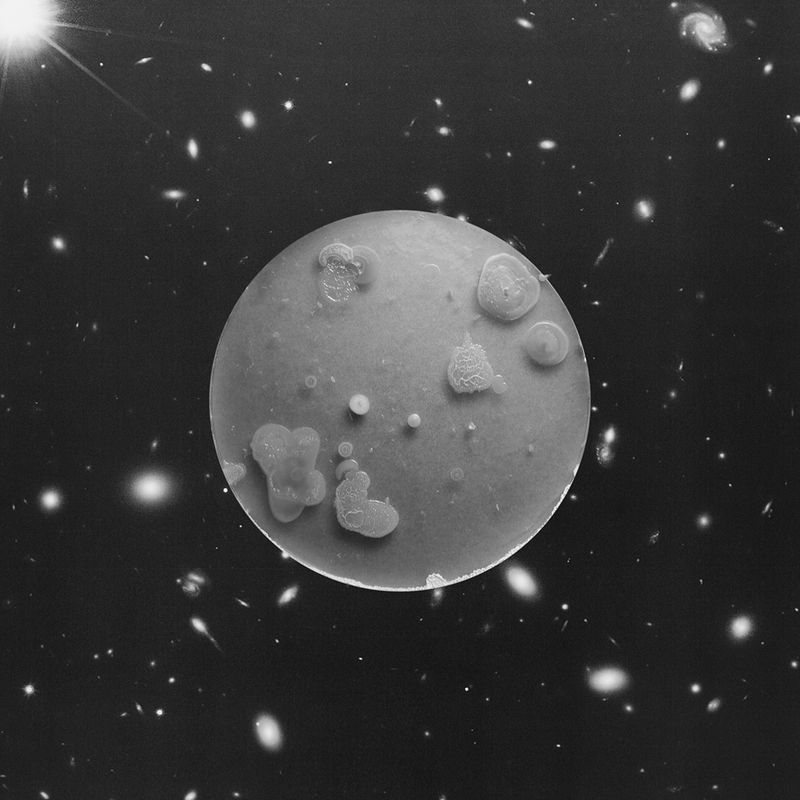 © Marco Castelli - Ringbell, from the series A Micro Odyssey