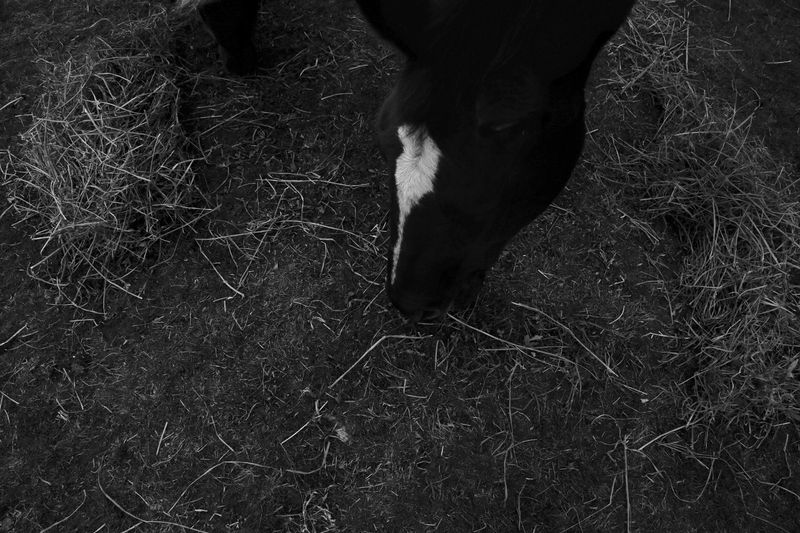 © Antonia Stoyanovich - Image from the American West: Myths + Figments photography project