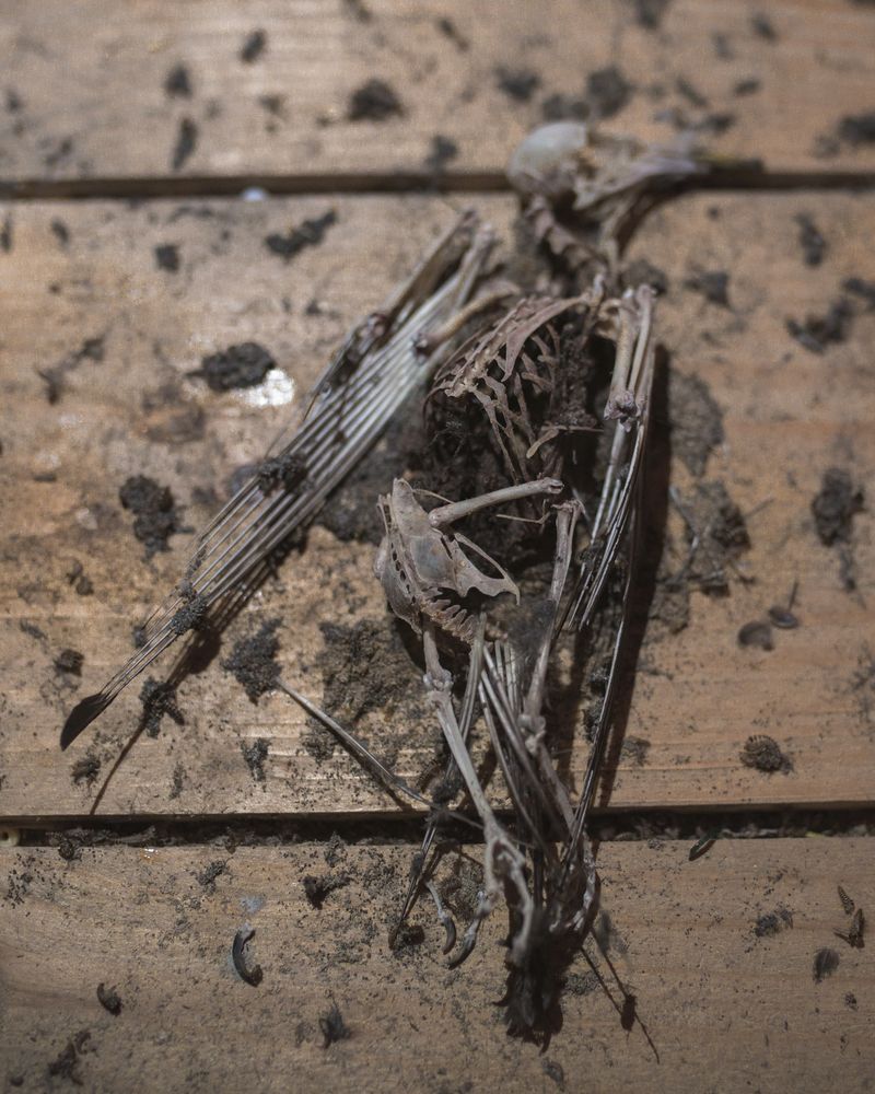 © Bartlomiej Muracki - Image from the By the Roots photography project