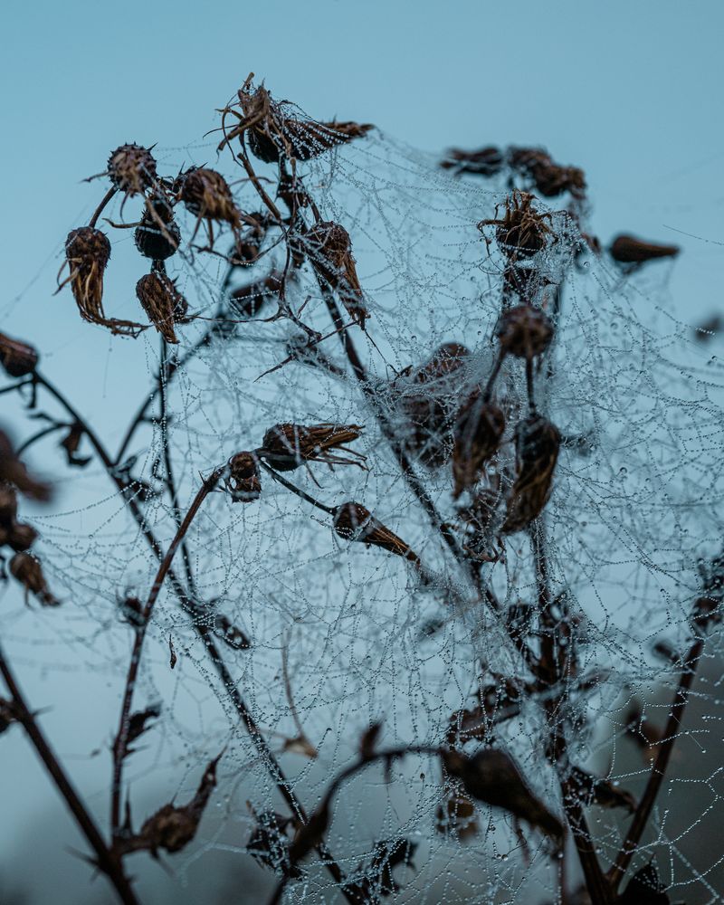 © Bartlomiej Muracki - Image from the By the Roots photography project