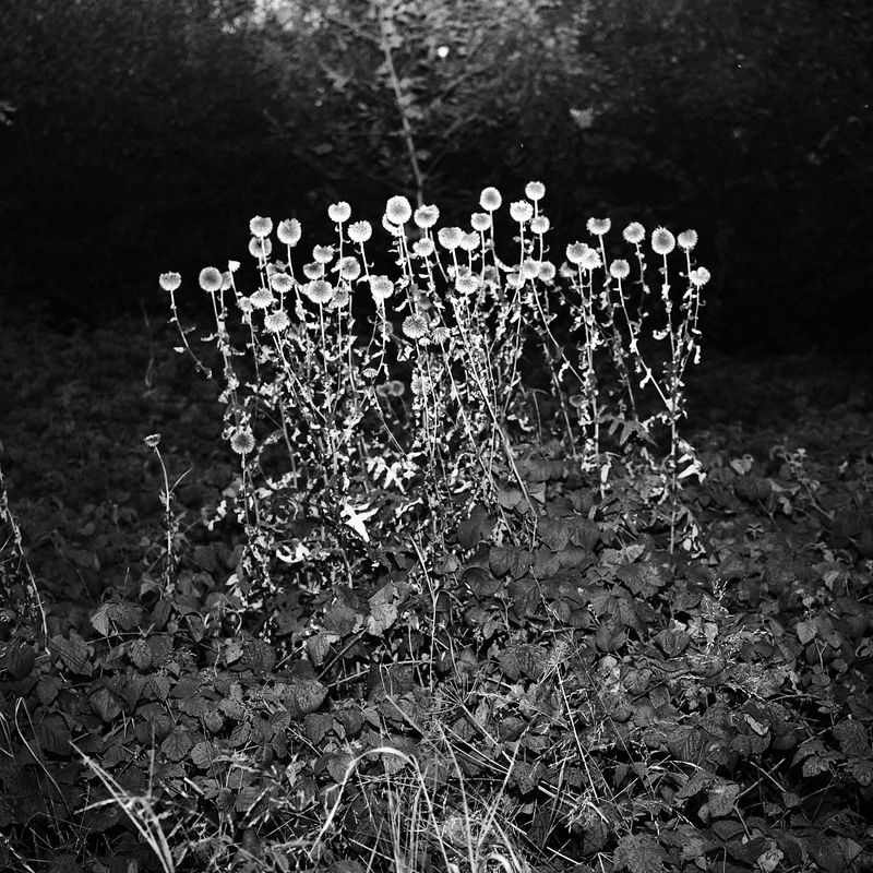 © Dominika Muszynska - Image from the Bogdan photography project