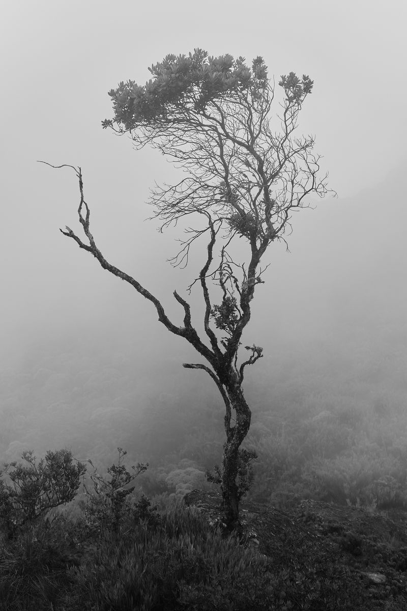 © Allan Salas - Image from the The Rooted Heart Began To Change photography project