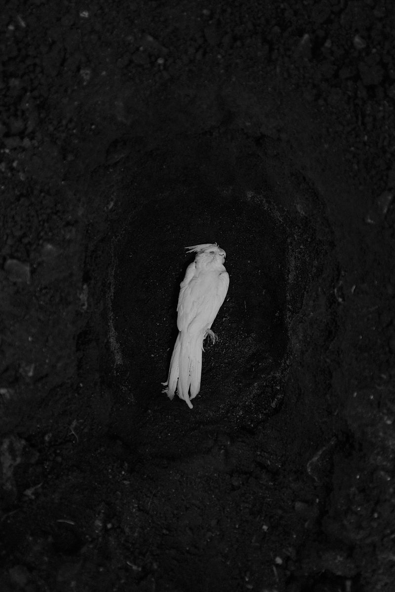 © Allan Salas - Image from the The Rooted Heart Began To Change photography project