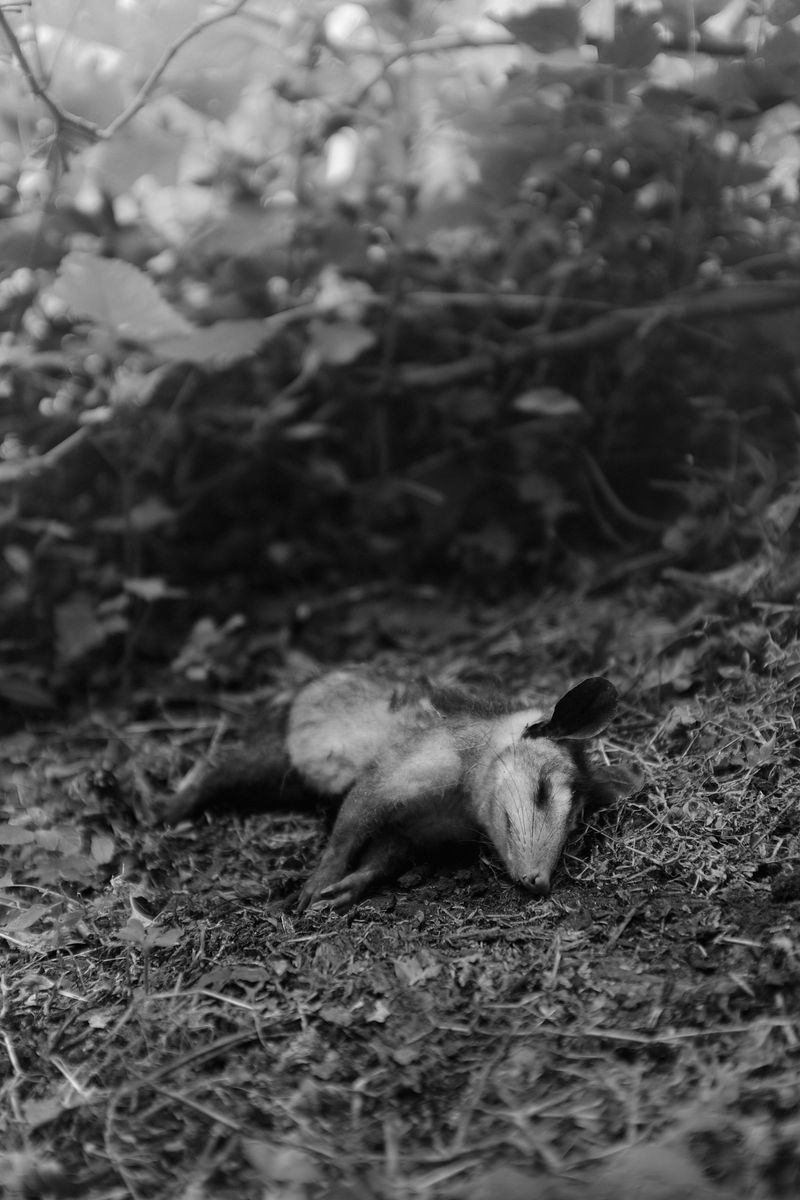 © Allan Salas - Image from the The Rooted Heart Began To Change photography project