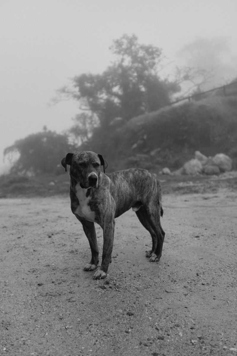© Allan Salas - Image from the The Rooted Heart Began To Change photography project