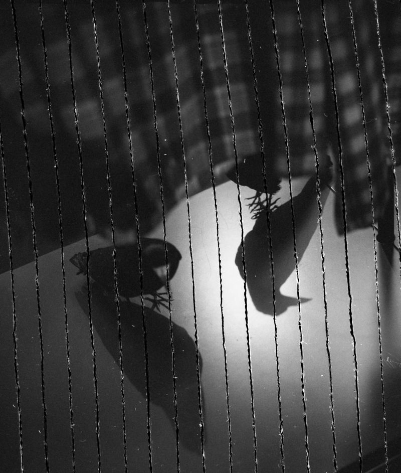 © Ashutosh Shaktan - Birds at war, IWM London.