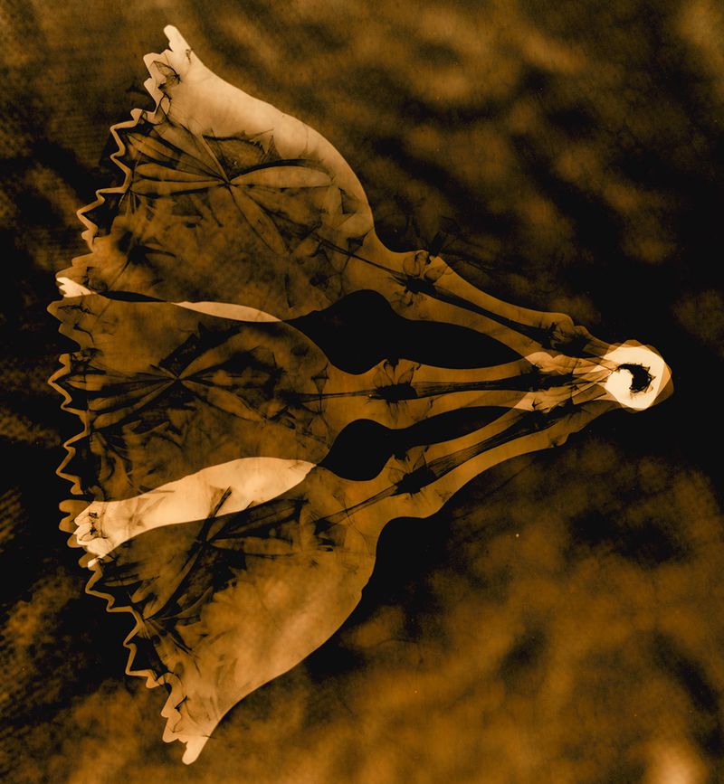 © Jo Stapleton - ©Jo Stapleton, ‘moving bell with gut tissue’ (2021)