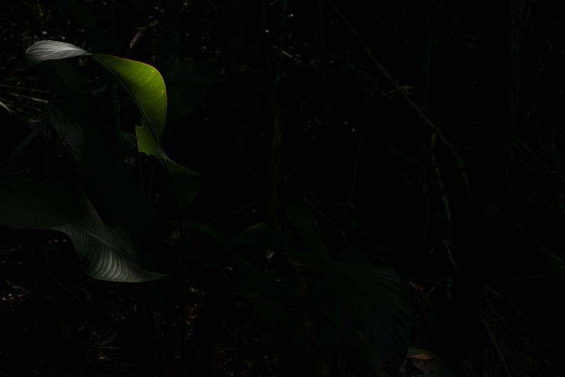 © Ana Leal - Subtle Amazon 11