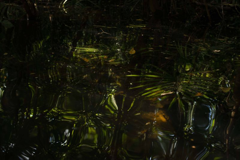 © Ana Leal - Subtle Amazon 6