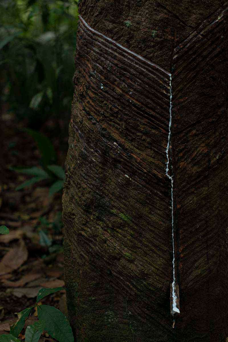 © Ana Leal - Subtle Amazon 9