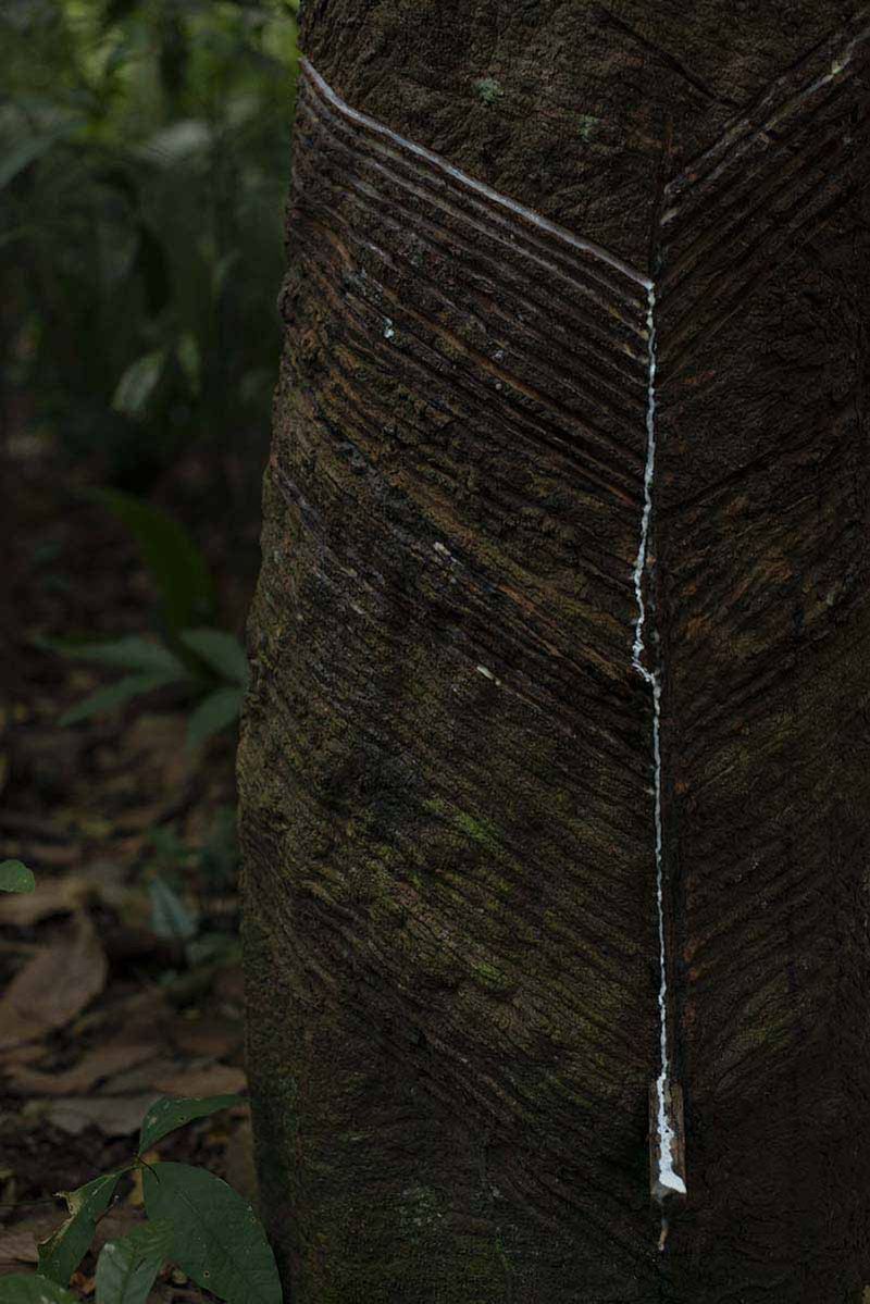 © Ana Leal - Subtle Amazon 9