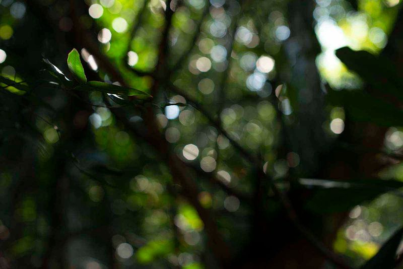 © Ana Leal - Subtle Amazon 12