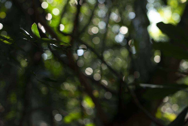 © Ana Leal - Subtle Amazon 12