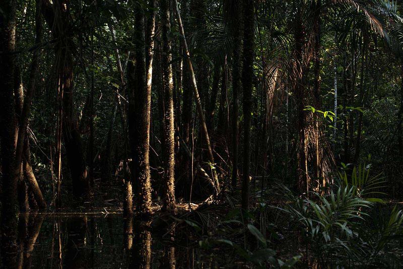 © Ana Leal - Subtle Amazon 3