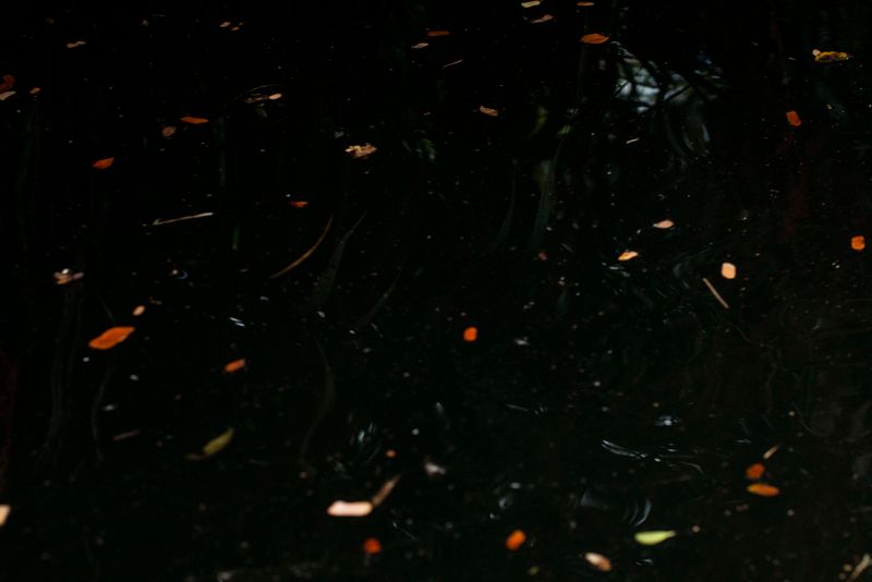 © Ana Leal - Subtle Amazon 7