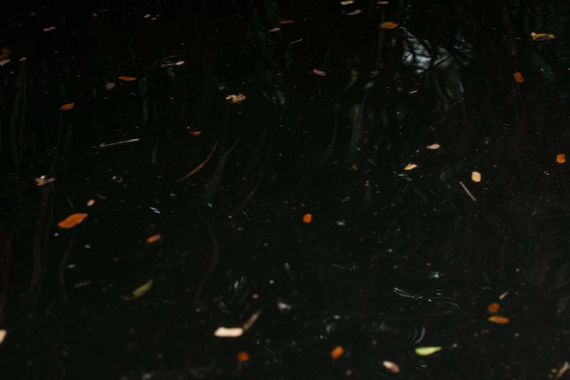 © Ana Leal - Subtle Amazon 7