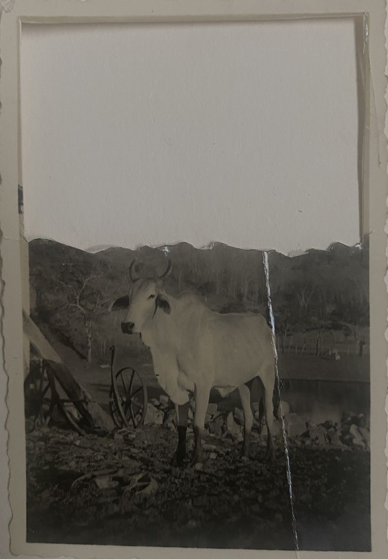 © Ana Leal - Image from the Chão de Histórias photography project
