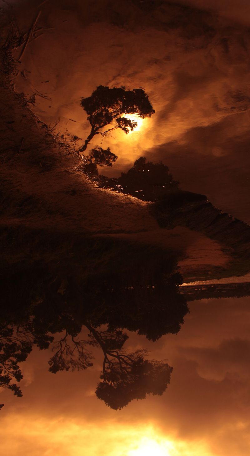 © Cristina Erdmann - "The tree of life" Anglesea, Victoria, Australia 2008