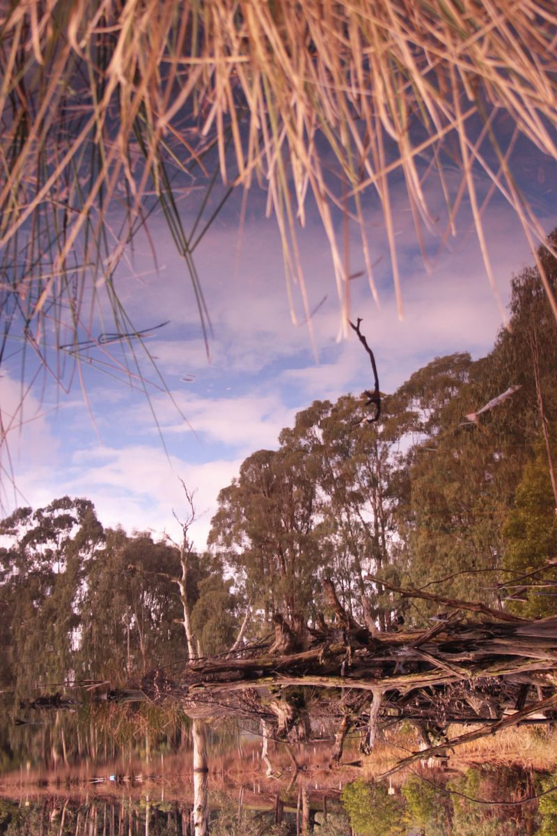 © Cristina Erdmann - "The world upside down" Victoria, Australia, 2008