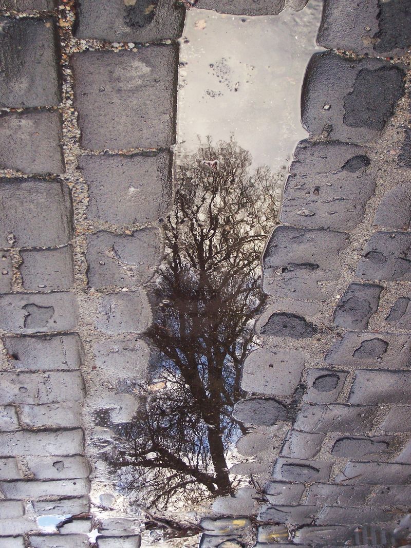 © Cristina Erdmann - "Cobblestone Tree" Melbourne, VIC, Australia 2009