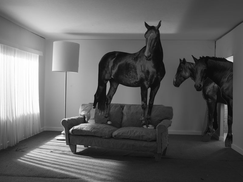 © Robin Crookall - Horse Party, 2026, gelatin silver print